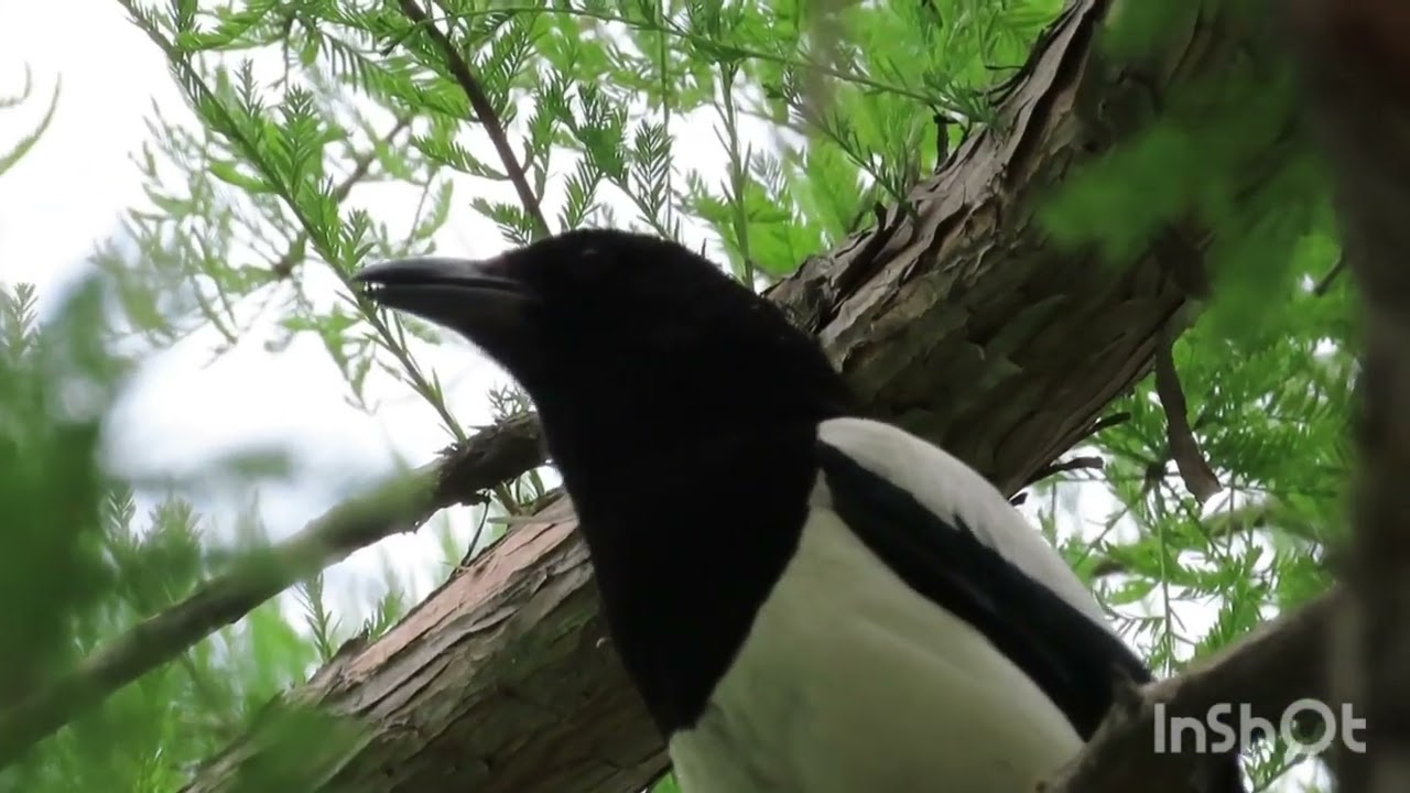 Svraka pokušava pjevati - Magpie try to sing