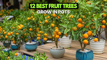 Top 12 Fruit Trees That Thrive in Pots and Small Spaces
