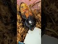 オオクワの奇形個体が必死で生きる姿