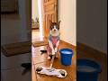 maff karo cat sorry 🤣 #funny #cat #shorts
