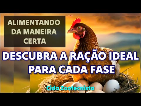 PINTINHO, FRANGO, GALINHA. A RAÇÃO IDEAL PARA CADA FASE