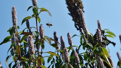 ONG MẬT VÀ CÂY HOA BẠC HÀ TRÊN CAO NGUYÊN ĐÁ ĐỒNG VĂN - HÀ GIANG.