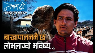 बाख्रापालनमै छ, लोभलाग्दो भविष्य - Goat farming in Nepal | NEPALTODAY