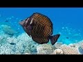 Maayafushi Hausriff-Impressionen 9/2015 (Malediven) (ver.2) - Maayafushi house reef snorkeling