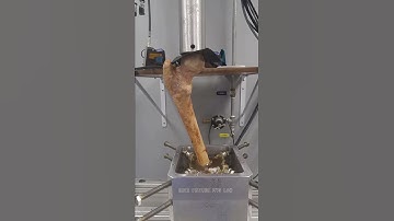 Biomechanical Test: Left Femur Fracture from Cadaver #1