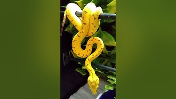 UNO, 2015 USCBB Aru Green Tree Python