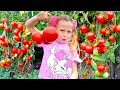 Nastya and dad pick vegetables and strawberries on the farm for mom