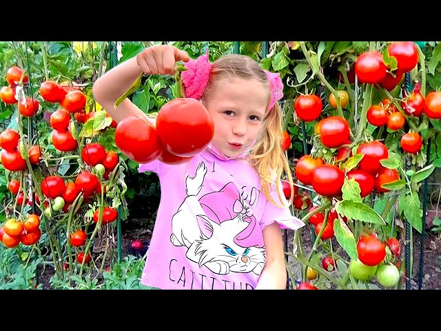 Nastya and dad pick vegetables and strawberries on the farm for mom class=