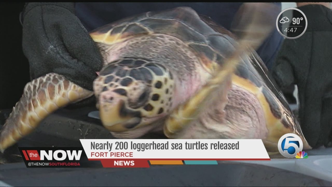 Nearly 200 loggerhead sea turtles released