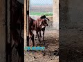 gir calf playing to jump &amp; run together | small cow baby fun in farm masti#short#viral#cow#trending