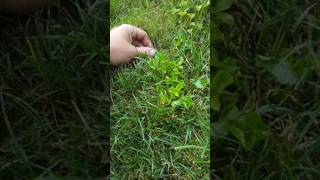 Identifying and controlling Wild Violet