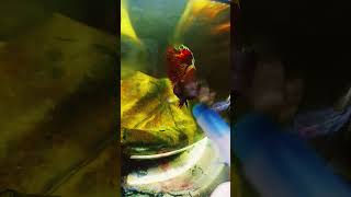 #bettafish red alien half moon betta fish flaring just with a pen
