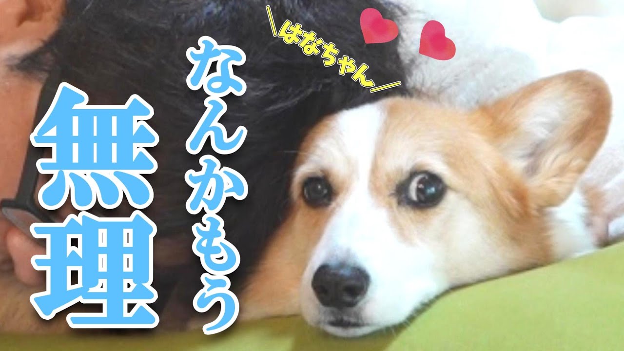 A Corgi dog who is usually a loving father but turns into a frog