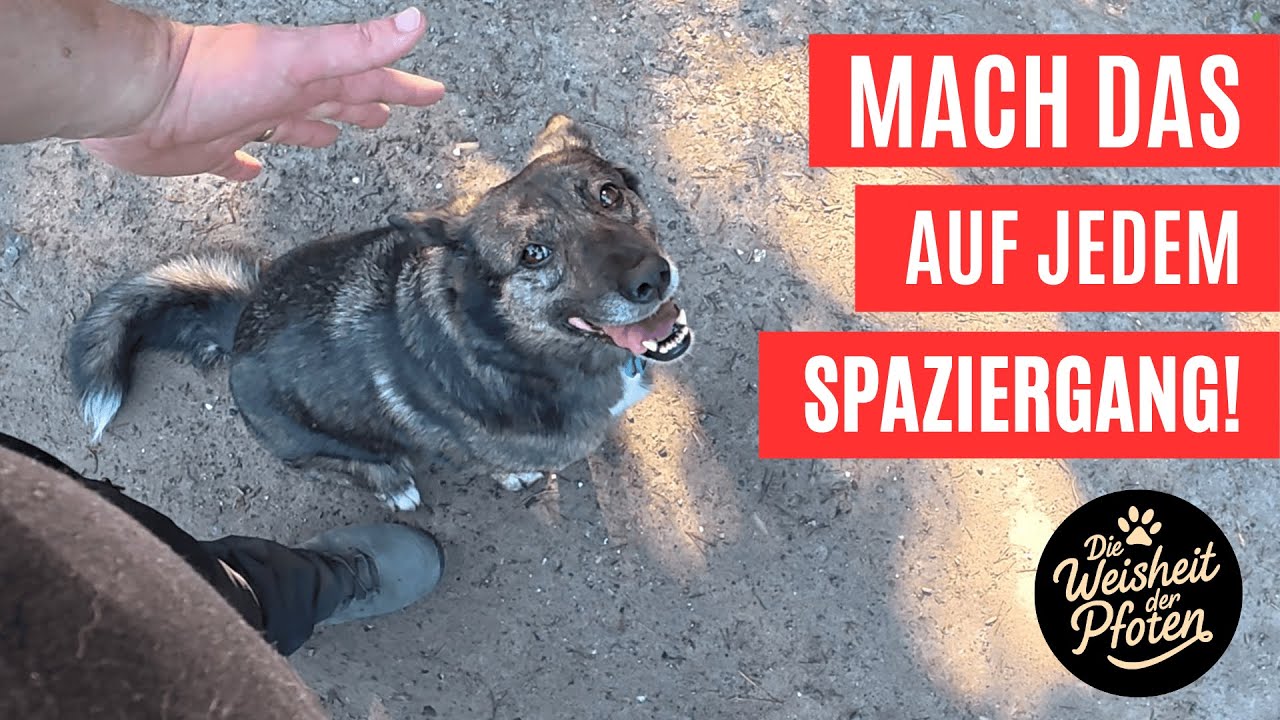 Sitz! So festigst du das Kommando auf dem täglichen Spaziergang