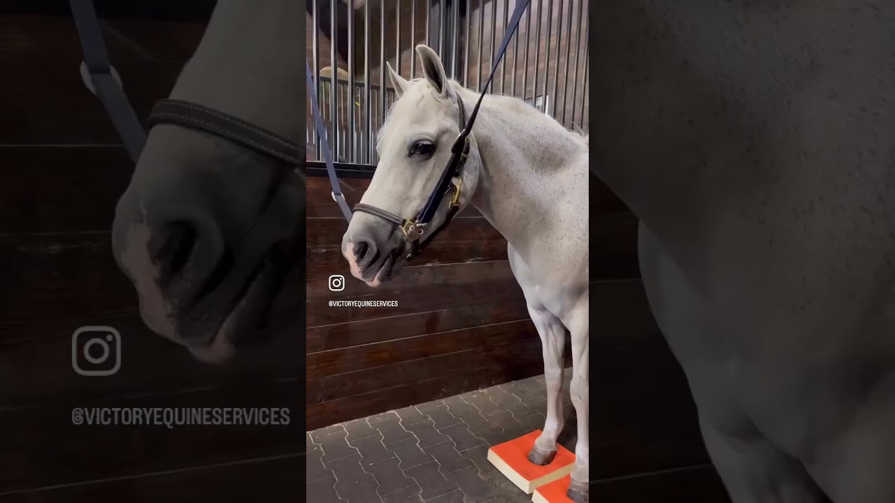 1 year of equine bodywork