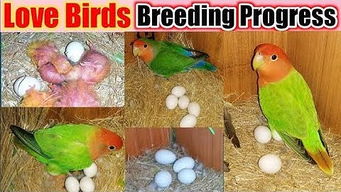 Lovebirds Breeding Progress | White Java Birds For Breeding Setup | Love Birds Types | #lovebird