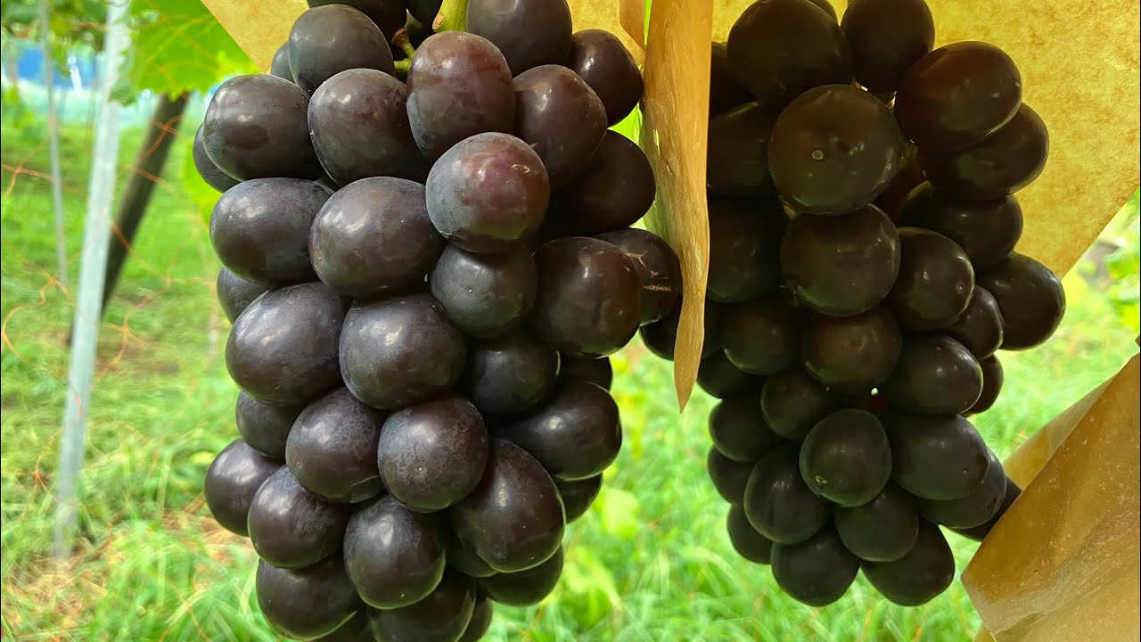 ぶどうの苗木屋、植原葡萄研究所さんへお邪魔させて頂きました。
