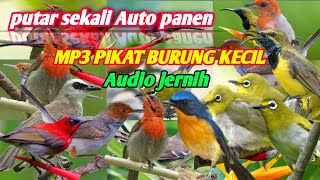 Suara pikat Burung kecil ANTI ZONK 💯% AMPUH