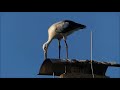 Kleiner Storch, wohin geht Deine Reise - Little stork, where is your journey going