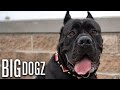 Cane Corsos - The $10,000 Dogs Of War | BIG DOGZ