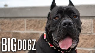 Cane Corsos - The $10,000 Dogs Of War | BIG DOGZ