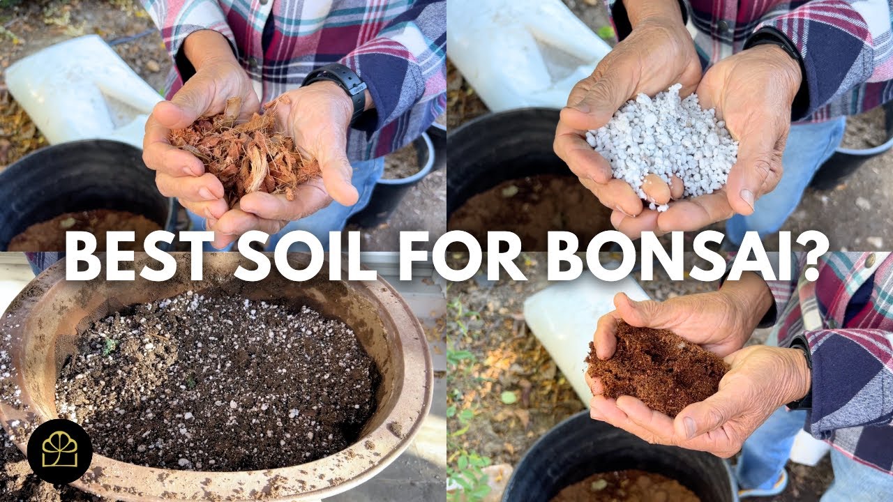 Best Soil Components for Growing Healthy Bonsai | Q&A