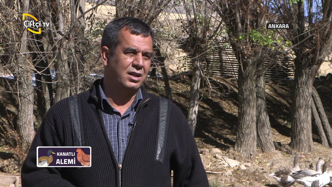 Kanatlı Alemi-Kazların Açık Alanda Bakımı