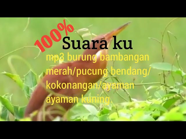 suara burung bambangan merah/pucung bendang/kokonangan/cinnamon bittern/ixobrychus cinnanomeus. class=