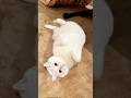 おかえりコロン #shorts #cat #scottishfold #cute #kucing #बिल्ली #pets #고양이 #猫 #قطة #kedi #kitten