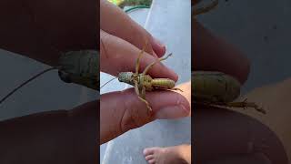 Grasshopper learning time