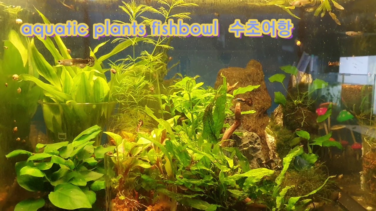 Aquatic plants fishbowl 수초어항aquarium aquatic fishbowl layout no filter