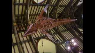 Dolphin Skeleton Installation