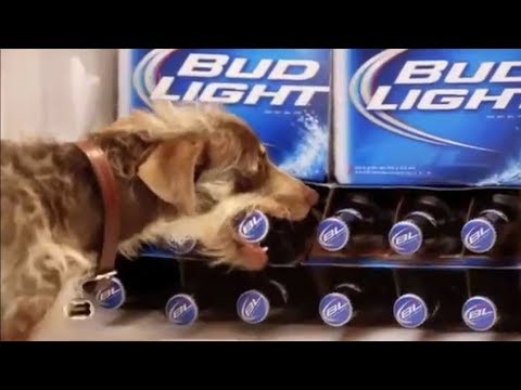 10 Funny Bud Light Dog Commercials