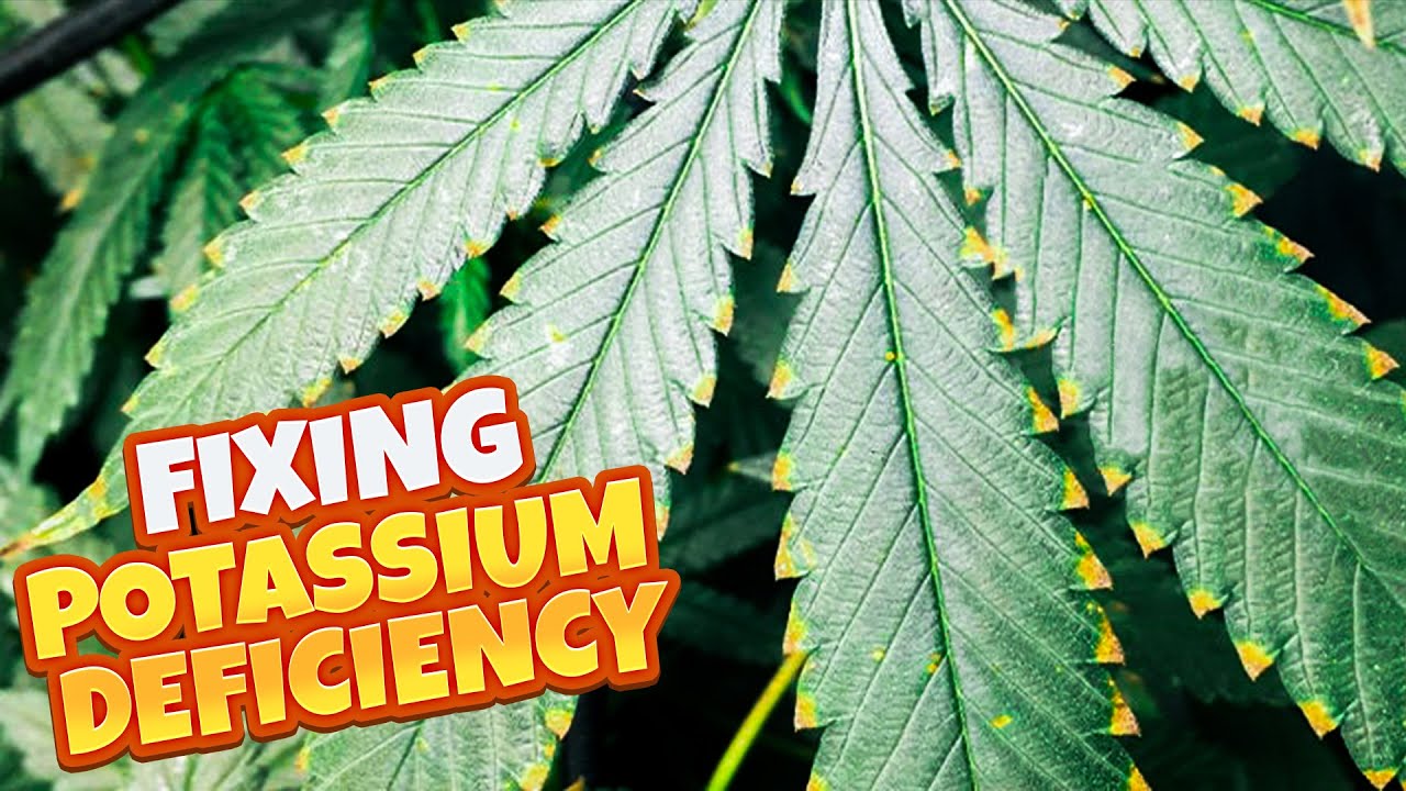 How to FIX Potassium Deficiency & General Maintenance (SpiderFarmer G4500)