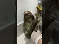 Beautiful Sloth Drinks Special Formula #sloths #animals