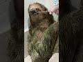 Beautiful Sloth Drinks Special Formula #sloths #animals