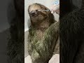 Beautiful Sloth Drinks Special Formula #sloths #animals