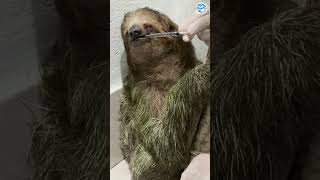 Beautiful Sloth Drinks Special Formula #sloths #animals