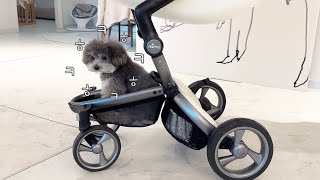 My dogs love parenting products more than babies