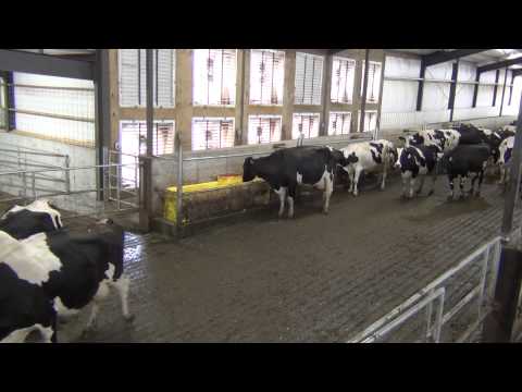 New Chester Dairy - Cows Entering Parlor