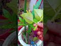 #gardening karne se Man Ko Shanti milati hai #gardening #plants