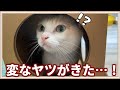 猫をお世話するAIロボットを見た時の猫たちの反応がこちら