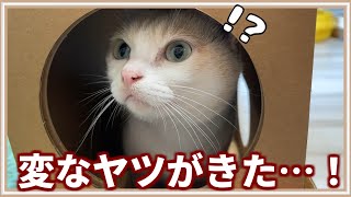 猫をお世話するAIロボットを見た時の猫たちの反応がこちら