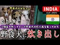 インドで野良犬30匹に炊き出ししてみた。