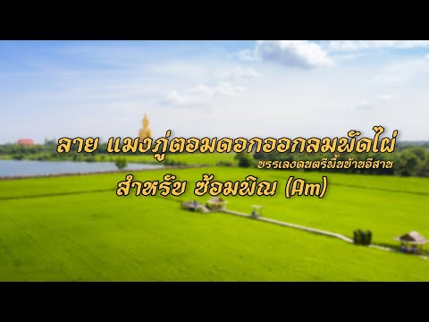 ลาย แมงภู่ตอมดอกออกลมพัดไผ่ [สำหรับ ซ้อมพิณAm]