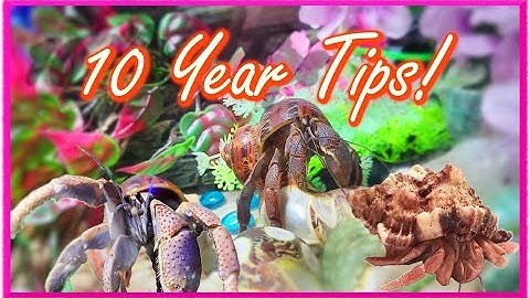 Hermit Crab Care 101: A Decade of Experience, Tips, & Tricks 🦀