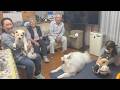 敬老の日を家族みんなと一緒にお祝いする柴犬とサモエドとサプライズ登場する赤ちゃん