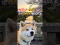 橋の向こうへー秋田犬が選んだ最後の道