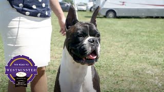 Best of Breed Minute: The Boxer