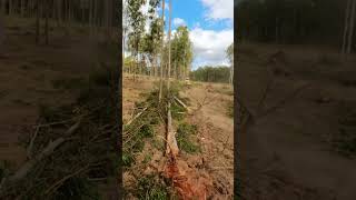 Bulldozers Land Clearing With Chain